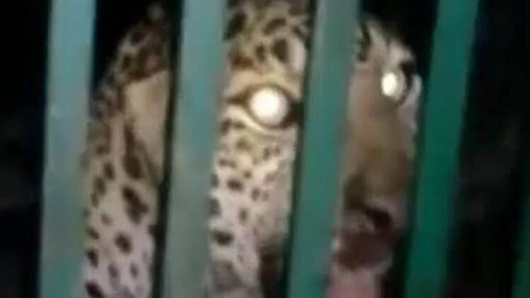 पिंजरे में कैद तेंदुआ