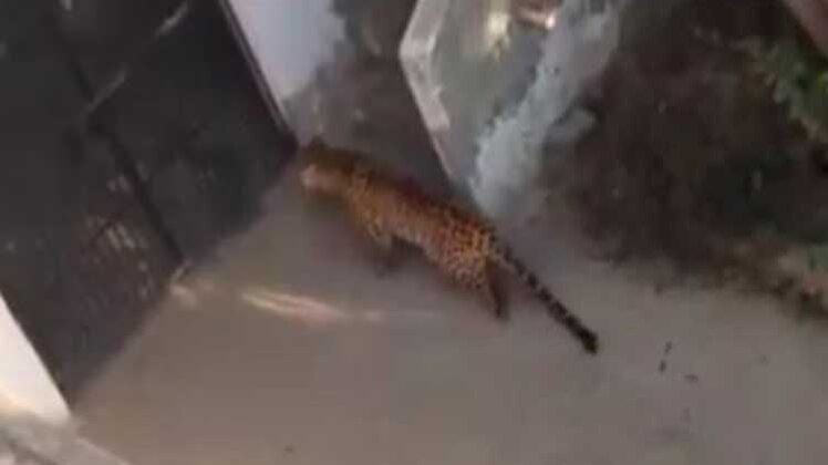 घर में घुस आया तेंदुआ