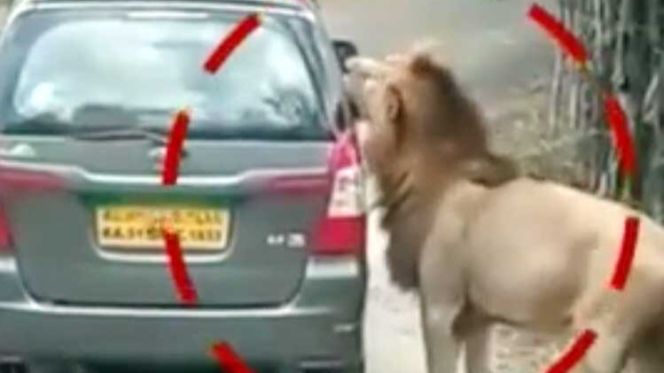 जब शेर के इलाके में पहुंचा इंसान