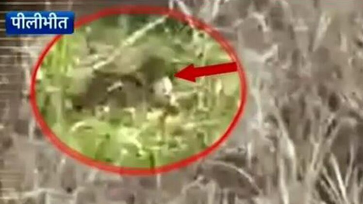 पीलीभीत में ऐसे गिरफ्त में आया 'आदमखोर' बाघ