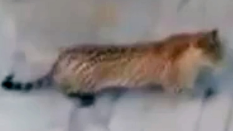 घर में आया तेंदुआ