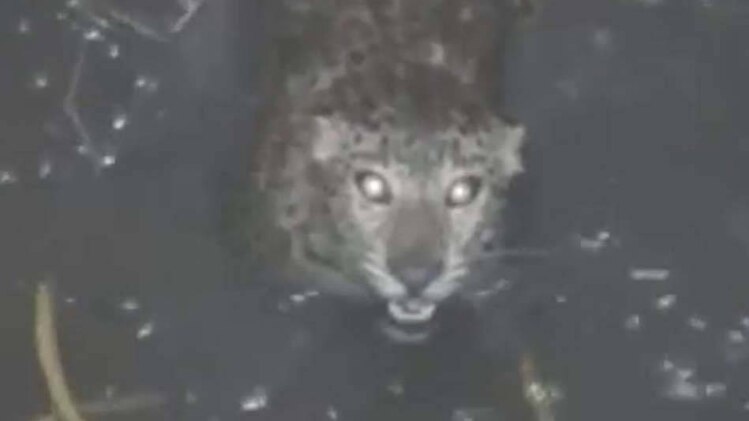 गांव के कुंए में