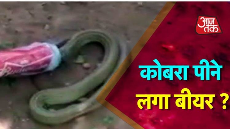 क्या हुआ जब कोबरा पीने लगा बीयर?