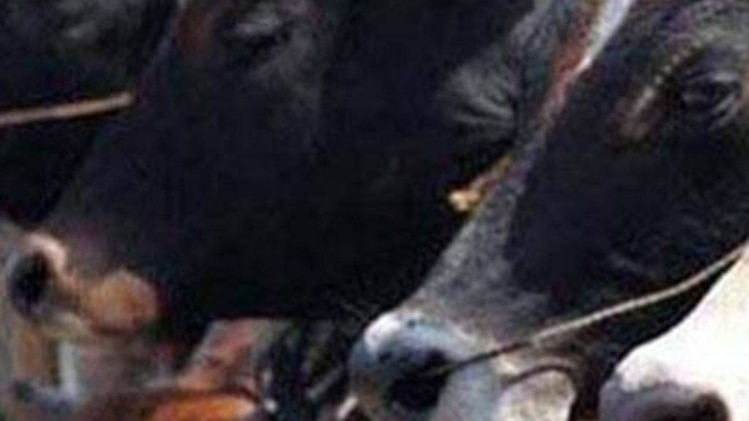 गोरक्षा कानून पास