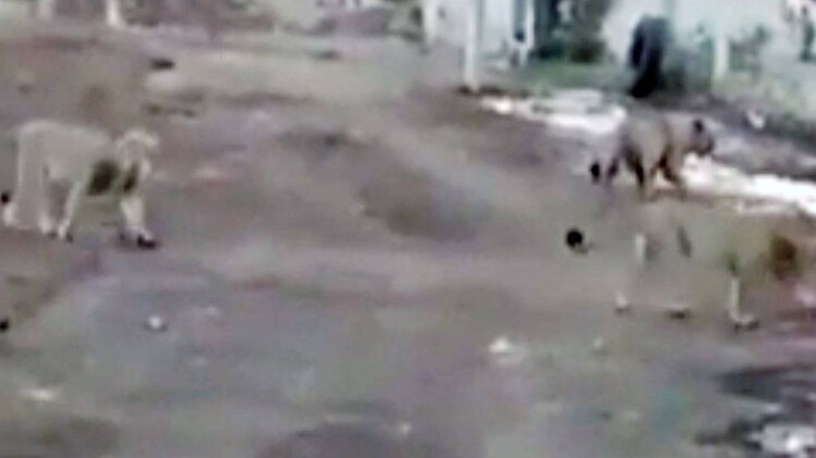 तीन बब्बर शेर