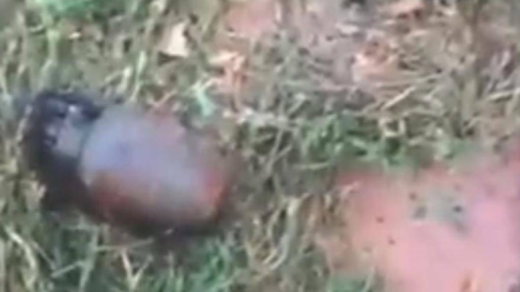 दो आतंकवादी मारे गए