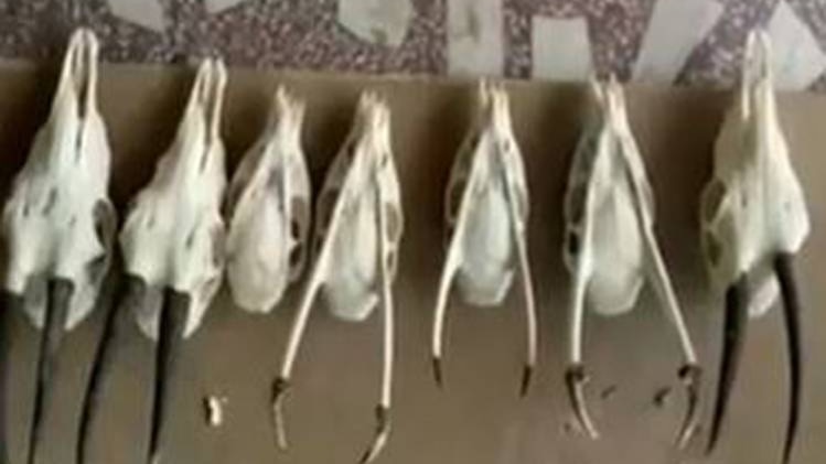 रिटायर्ड कर्नल के घर DRI की रेड