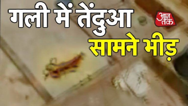 दिल्ली के पास तेंदुए का तांडव LIVE...