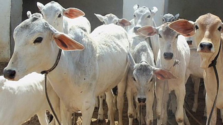 गोवध पर केंद्र सरकार को झटका