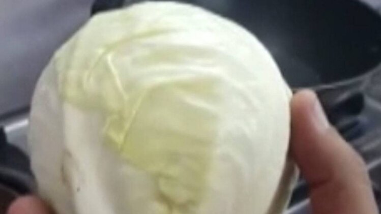 प्लास्टिक की पत्ता गोबी