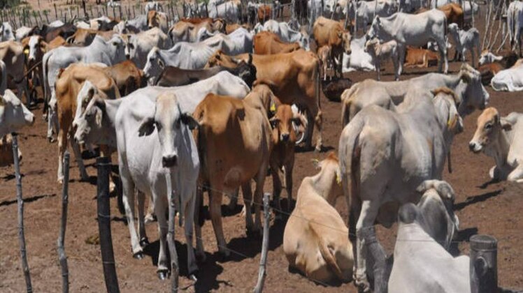 हल्लाबोल