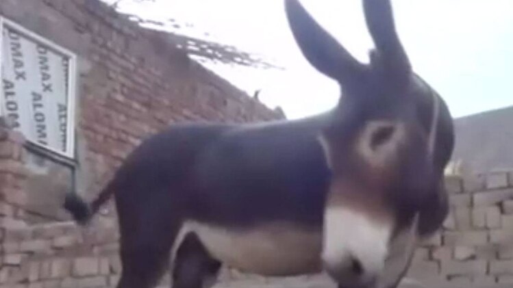 वीडियो ग्रैब