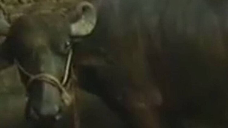 डेयरी उद्योग पर पड़ा असर