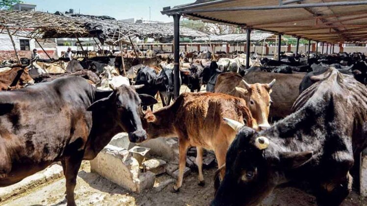 हल्लाबोल