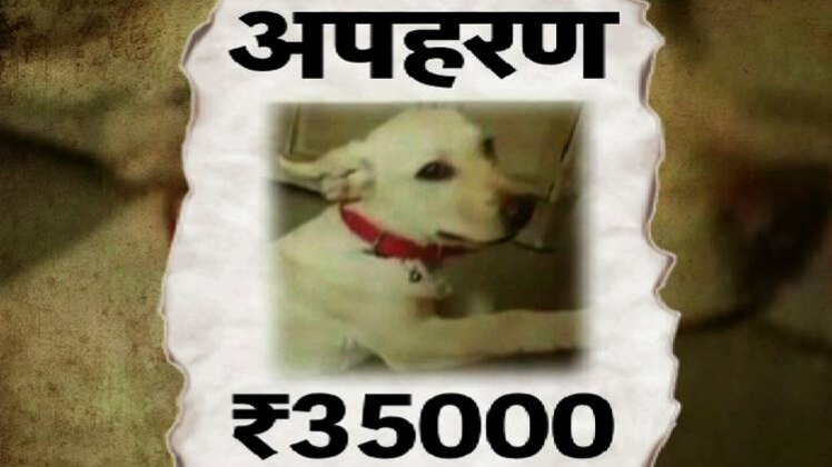 गुरुग्राम में कुत्ते का अपहरण, अमेरिका से आया पुलिस को फोन..फिर क्या हुआ ?