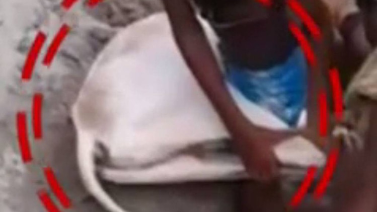 गायों की तस्करी का पर्दाफाश