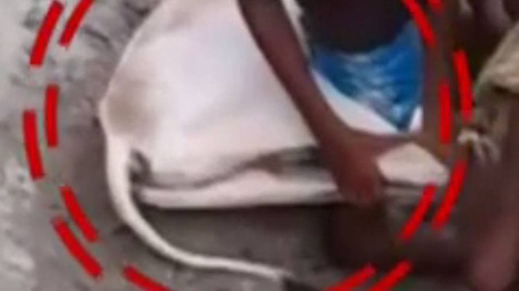 गो-तस्करी