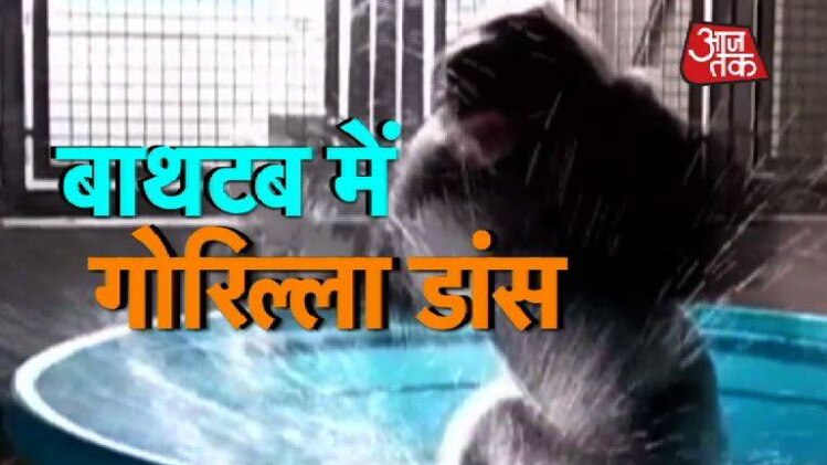 नाचता गोरिल्ला