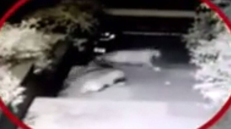 कॉलेज में तेंदुए के घुसने का सीसीटीवी फुटेज