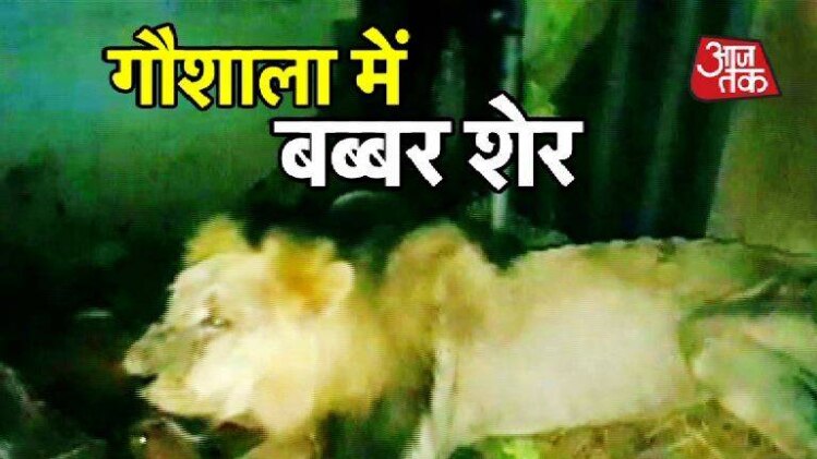 भूखे शेर ने घर में घुसकर बछड़े को मारा, फिर क्या हुआ?