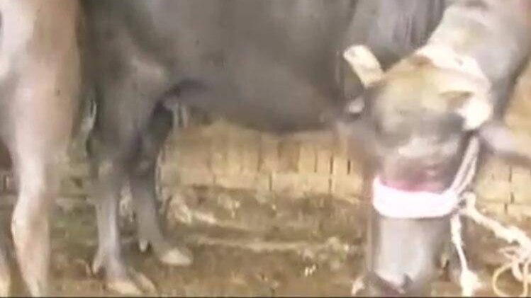 यूपी में अवैध बूचड़खानों पर बड़ा खुलासा