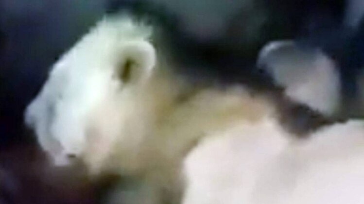 बब्बर शेर