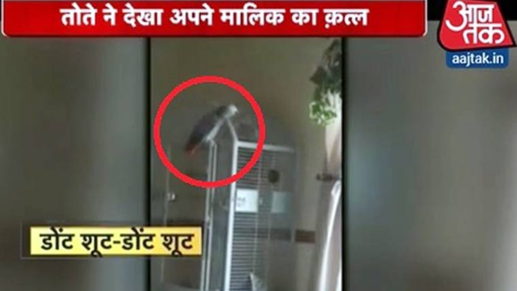 पालतू तोते ने खोला कत्ल का राज