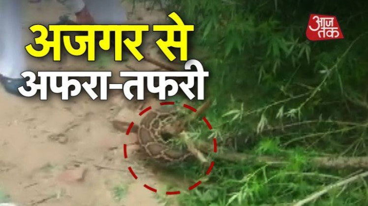 गीदड़ को निगलने लगा अजगर, पहुंचे गांववाले...