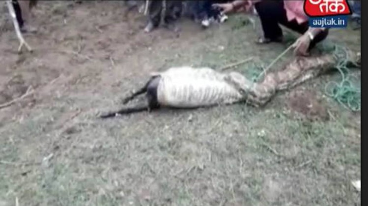 अजगर ने निगली बकरी