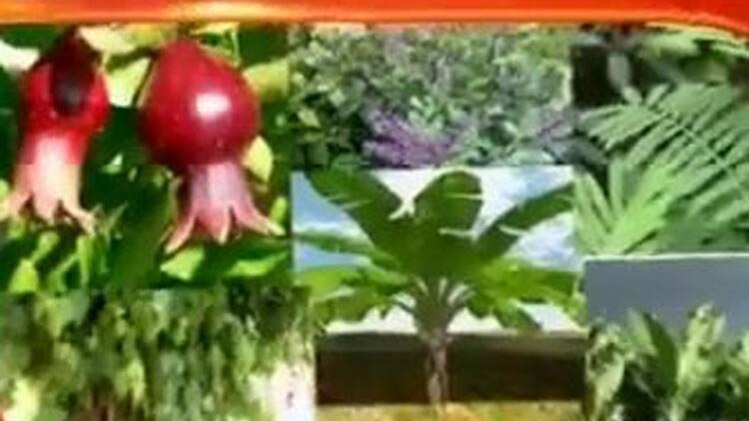 सावन के महीने में लगाएं समृद्धि के पौधे