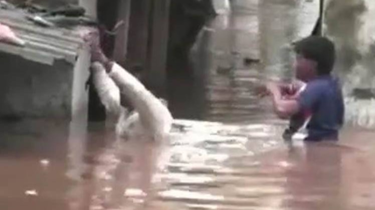 बाढ़ के बीच जीना दुश्वार, मचा हाहाकार