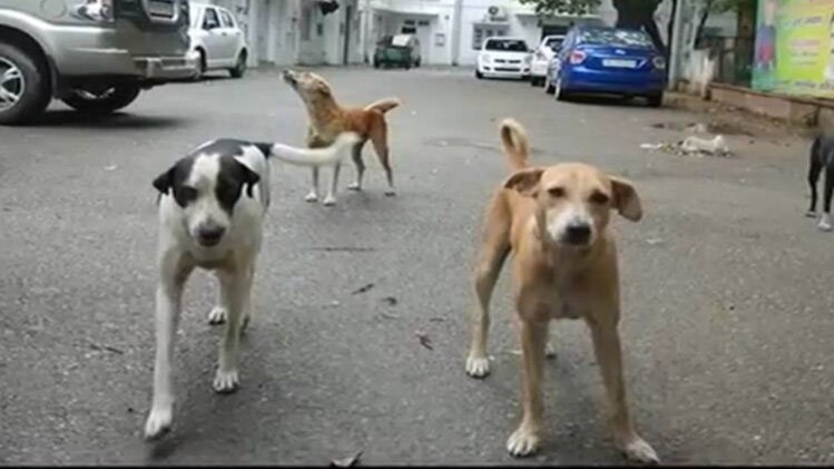 कालू-कट्टी भी जाएंगे राष्ट्रपति भवन!