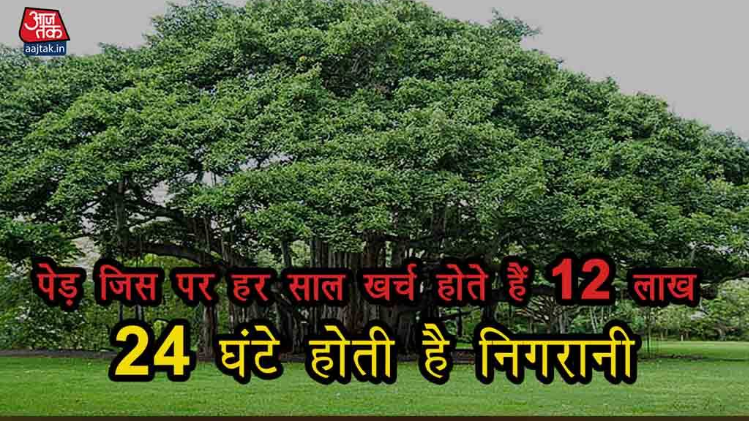 पेड़ जिस पर हर साल खर्च होते हैं 12 लाख, 24 घंटे होती है निगरा...