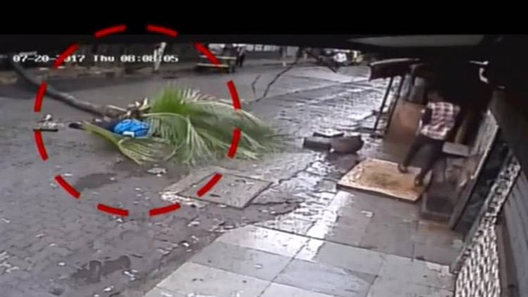सिर पर नारियल का पेड़ गिरने से महिला की मौत, देखें Video
