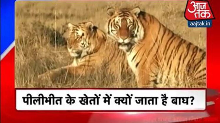 स्पेशल रिपोर्ट