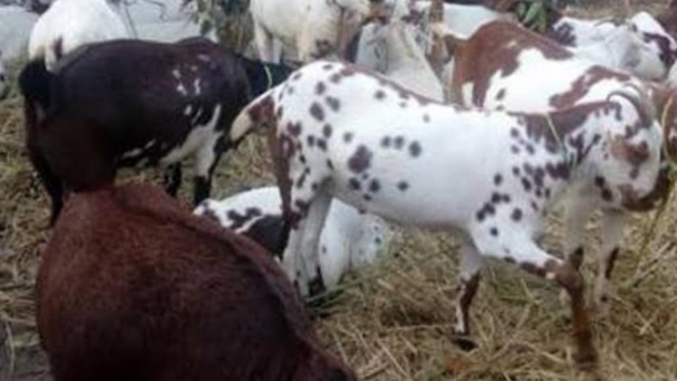 क्रांतिकारी बहुत क्रांतिकारी