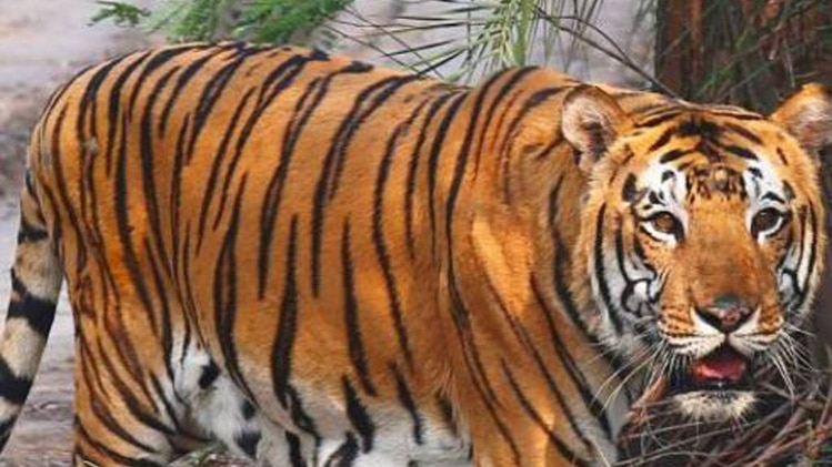 टाइगर का खौफ