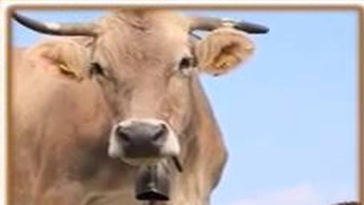 सुनिए गाय और मां के रिश्ते से जुड़ी कहानी