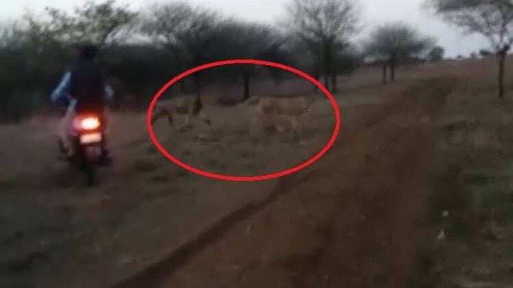 जब बाइक सवार युवकों से डरकर भागे शेर, देखें VIDEO