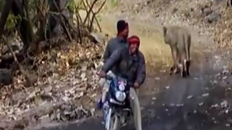 इंसानों और शेरों के बीच यारी की अद्भुत कहानी