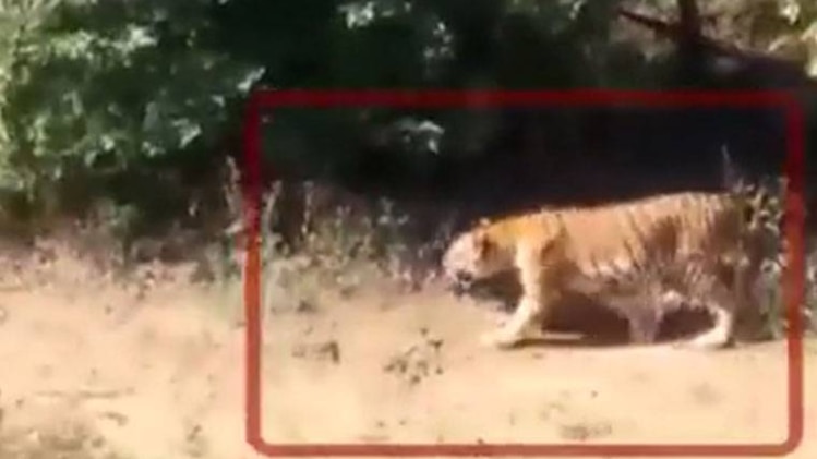 जंगल न्यूज