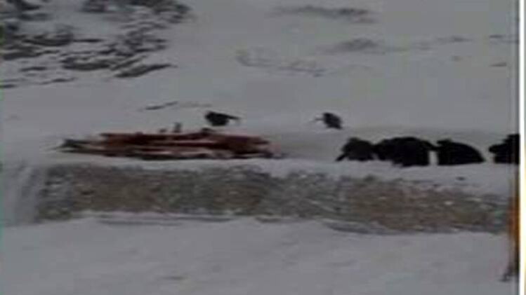 कश्मीर के कुपवाड़ा में बर्फबारी का कहर