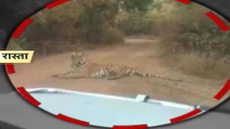 जब बीच सड़क पर बाघ ने रोका जीप और बाइक का रास्ता!