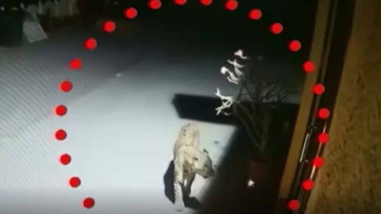 जब लग्जरी हॉटल के गेट पर पहुंचा तेंदुआ