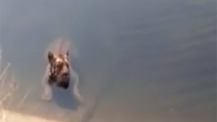 पानी में फंसा बाघ