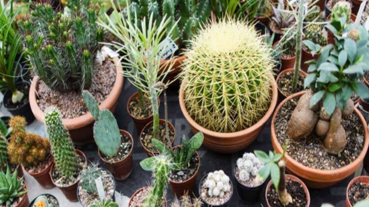 इस छोटे से पौधे से करिए प्रदूषण की छुट्टी!