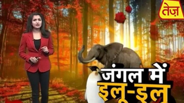 जंगल न्यूज