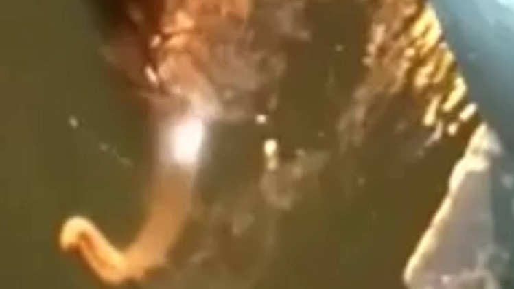 गंगा की लहरों में फंसा हाथी