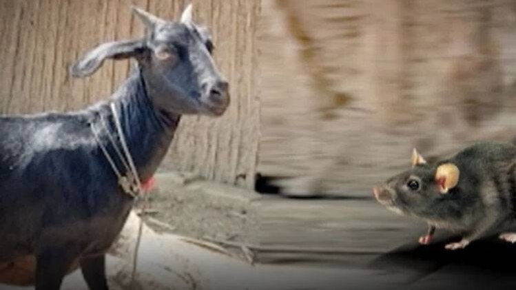 अच्छे कर्म करने और दूसरों की मदद करने से चमकेगा भाग्य