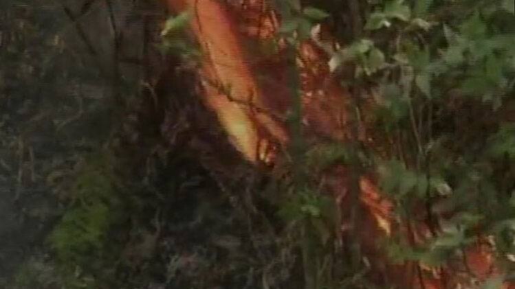 पहाड़ों में जंगल की आग से हाहाकार